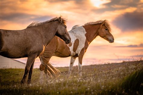 Two Brown Horse On Grass Field Under Orange Sky Icelandic Hd Wallpaper