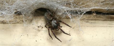 Signs Of A Spider Infestation Western Exterminator