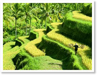 Indonesia travel - Lush greenery | Indonesia holidays, Indonesia travel ...