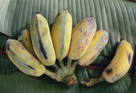 A Guide To Six Different Types Of Bananas