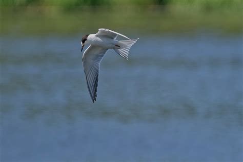 Речная крачка Sterna Hirundo Hirundo Common Tern Flickr