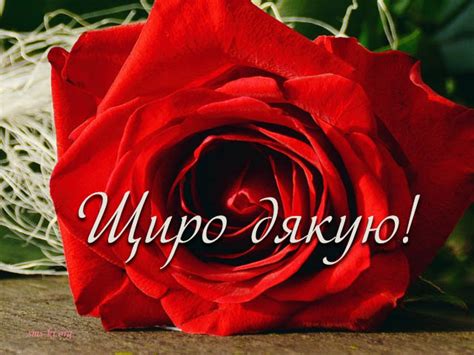 Для мене шалено важливі і приємні ваші слова. Щиро дякую листівка з трояндою - Листівка Дякую ...