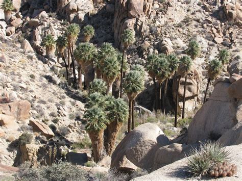 Weekend Wanderluster Lost Palms Oasis Joshua Tree National Park