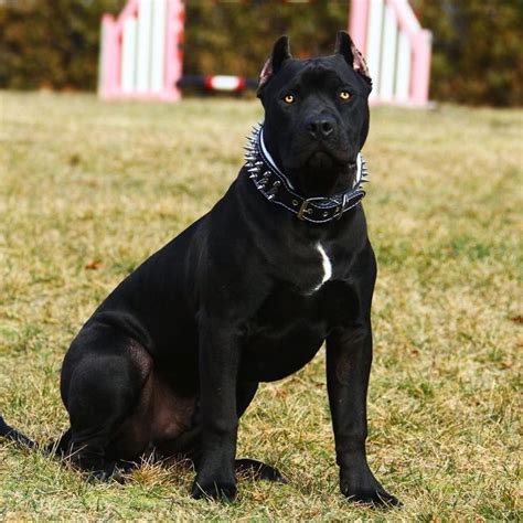 Pin By Cherryflavored On Prague Beauty Black Pitbull Pitbulls