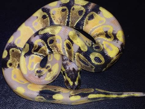 Coral Glow Morph List World Of Ball Pythons