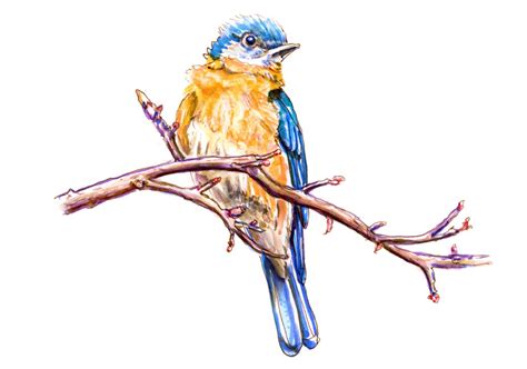 A Bird In A Tree - Doodlewash®
