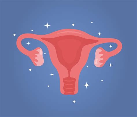 Útero Mujer Salud Reproductiva Ilustración Ginecología Anatomía Vector