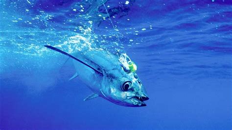 Forage Fish Fuel Tuna's High-Octane Diet | The Pew ...