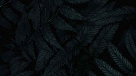 Download Wallpaper 1920x1080 Leaves Dark Plant Carved Bush Full Hd