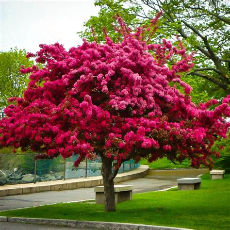 Buy Prairie Fire Crab Apple Trees Online The Tree Center