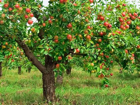 How Far To Plant Fruit Trees Apart