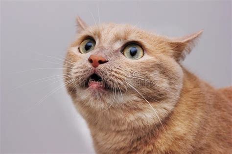 Gato Asustado Furioso Con Cejas Enturbiadas Una Mascota Peligrosa Foto