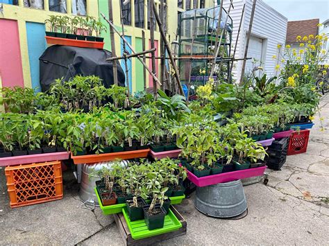Bonsai Trees for sale in Somers Point, New Jersey | Facebook Marketplace