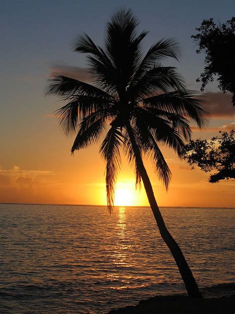 Beautiful sunset beautiful world gorgeous lady sunsets hawaii oahu hawaii palm tree sunset palm trees beach sunset wallpaper iphone wallpaper. Everything You Wanted To Know About Plants, Part 5 ...