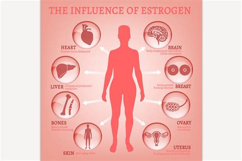 Estrogen Effects Infographic Pre Designed Illustrator Graphics