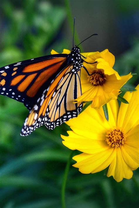 A successful butterfly garden will provide food and shelter for the while roses are a popular plant in a flowering garden. Best 6 Perennial Bushes to Attract Butterflies | Gardener ...