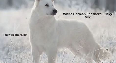 White German Shepherd Husky Mix Everything You Need To Know Farewell