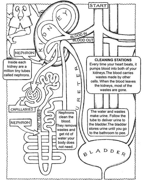 Anatomy and physiology coloring books 16061 | ethicstech.org. anatomy and physiology coloring pages free Collection ...