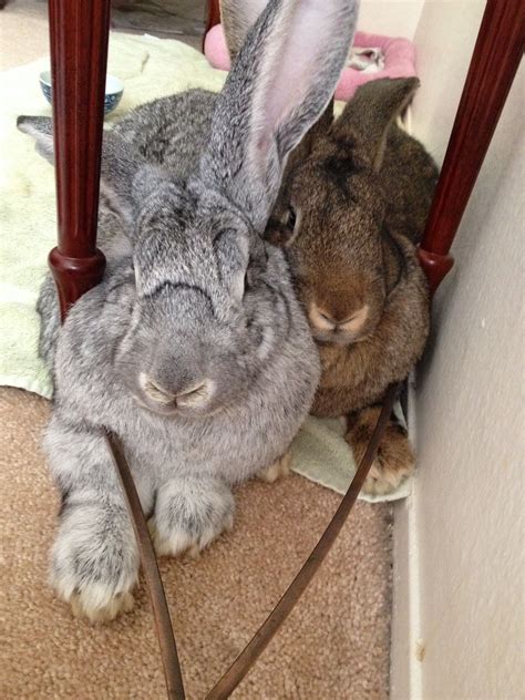 They Think Theyre Little Bunnies Theyre Flemish Giants Giant