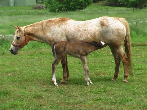 cayuse indian pony breed information history  pictures