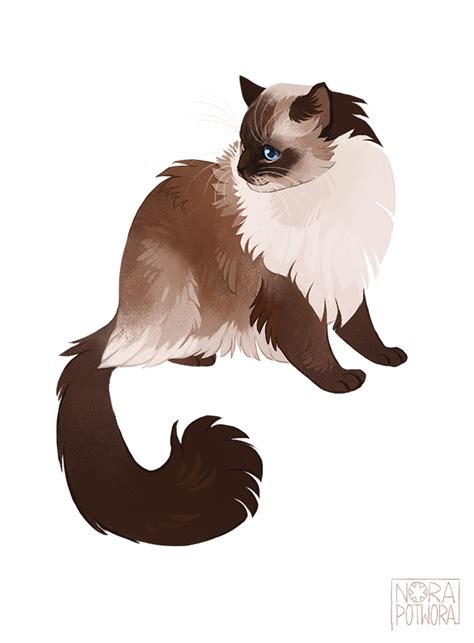 05 Of Suggested Cats Ragdoll Cats Illustration Cat Drawing Cute