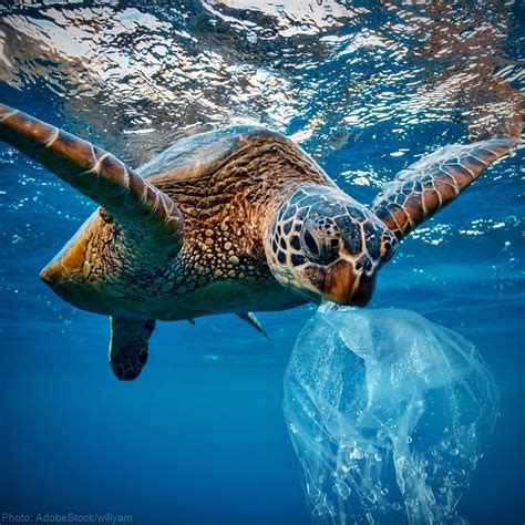 Plastic Pollution Affecting Sea Turtles