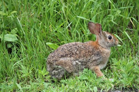 Eastern Cottontail Rabbit Sylvilagus Floridanus Stock Image Image Of