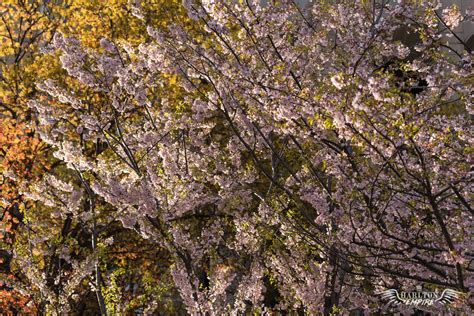 10 Free Cherry Blossom Zoom Backgrounds And Screensavers
