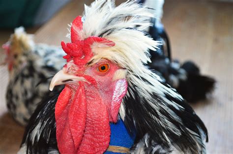 Big Rooster Free Stock Photo - Public Domain Pictures
