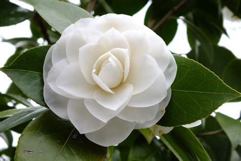 They provide contrast to the other rich jewel tones, such as deep purple or hot pink, in your garden and offer a backdrop for the varying shades of green. Gene's Garden: Mild Winter Weather