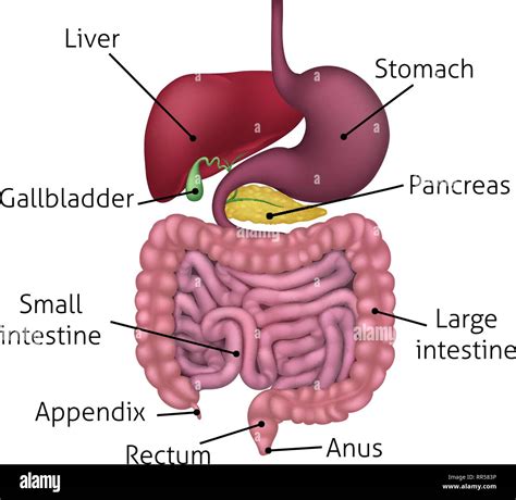 Gastrointestinal Digestive System And Labels Stock Vector Image And Art