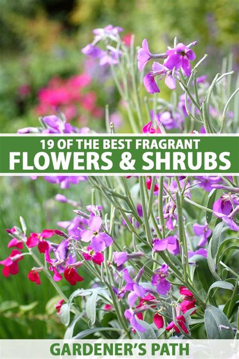 19 Of The Best Fragrant Flowers And Shrubs To Grow In The Garden