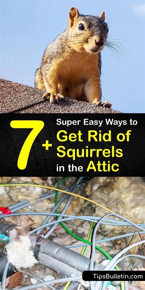 7 Super Easy Ways To Get Rid Of Squirrels In The Attic Get Rid Of