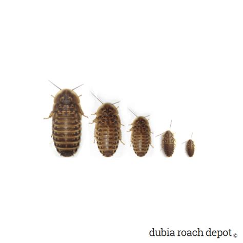 Dubia Roach Size Sampler • Dubia Roach Depot