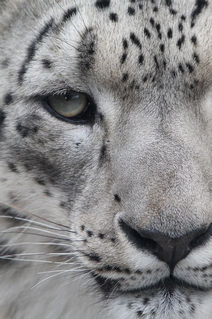Snow Leopard Close Up Flickr Photo Sharing