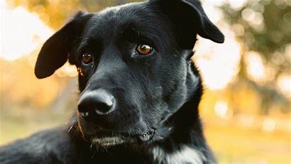 Retriever Labrador Dog