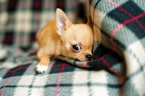 Chihuahua Puppy Dog Free Photo On Pixabay Pixabay