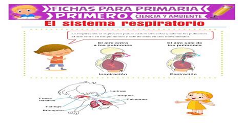 El Sistema Respiratorio A Pdf File Cuidado De Nuestro Sistema