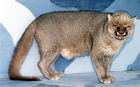 Jaguarundi Wild Cat Native To Texas