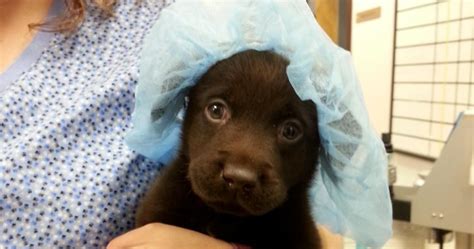 Puppy Born With Cleft Palate Saved By Vet Technician On Her Birthday