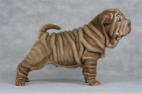 Why Shar Pei Dogs Have So Many Wrinkles My Animals