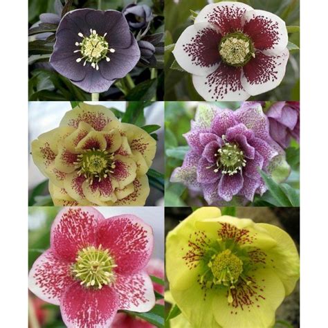 Care Guide Hellebores Gardening Express Knowledge Hub