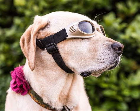 Ares & Emzy Pet Photography