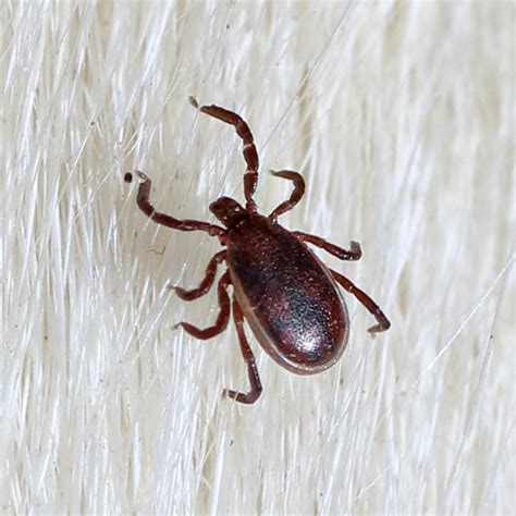 Brown Dog Ticks Pest Identification Portland Or Vancouver Wa