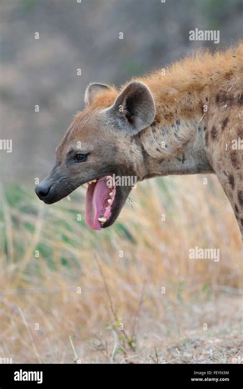 Spotted Hyena Crocuta Crocuta Adult Male Yawning Early In The