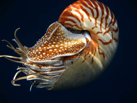 Numbering The Nautiluses The Quest To Save A Living Fossil The
