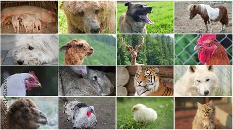 Video Wall Montage Of Various Animals Farm Animals Wild Animals