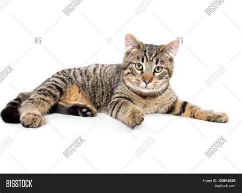 Tabby Cat Laying Down Image And Photo Free Trial Bigstock