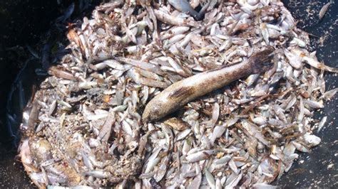 Analizan Las Causas Del Nuevo Evento De Mortalidad De Fauna En El Mar Menor