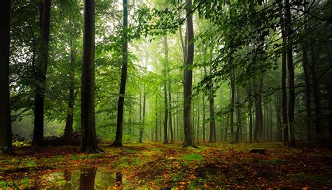 Fondos De Pantalla Bosques árboles Follaje Naturaleza Descargar Imagenes